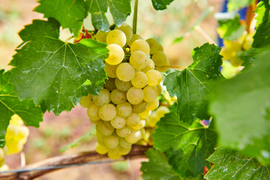 Uva Chardonnay